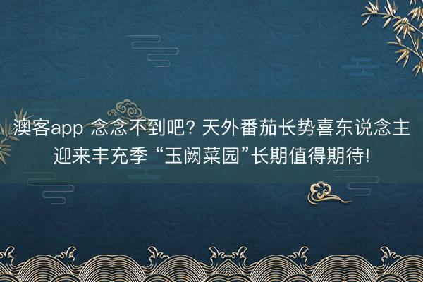 澳客app 念念不到吧? 天外番茄长势喜东说念主迎来丰充季 “玉阙菜园”长期值得期待!