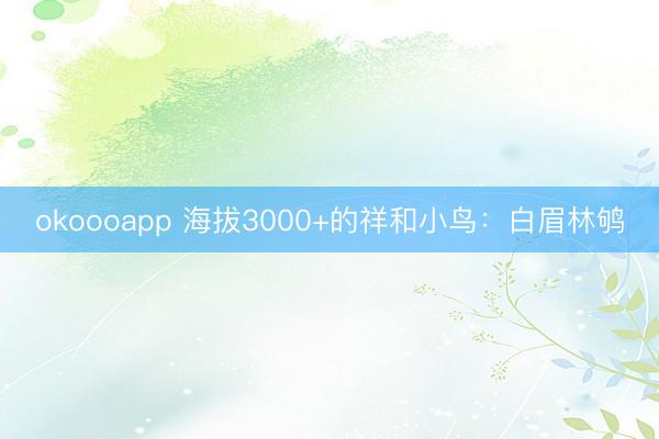 okoooapp 海拔3000+的祥和小鸟:白眉林鸲