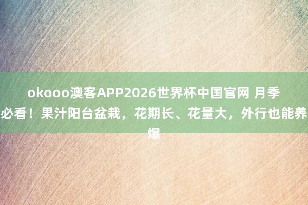 okooo澳客APP2026世界杯中国官网 月季控必看！果汁阳台盆栽，花期长、花量大，外行也能养爆